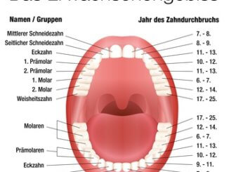 Wie viele Zähne hat ein Mensch? Das Erwachsenengebiss im Detail